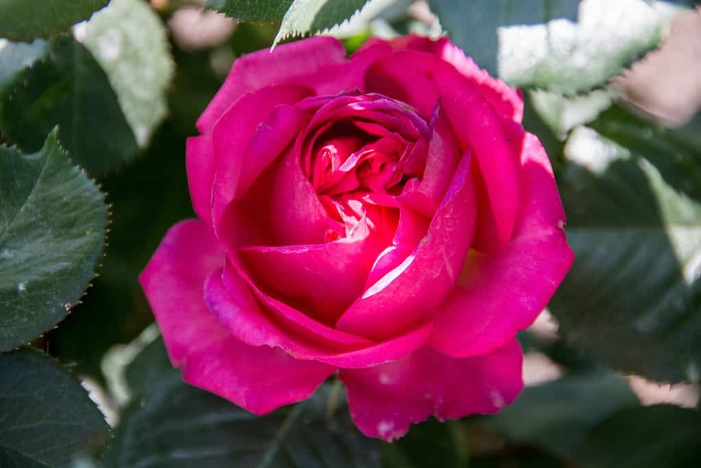 A romantic Pink Traviata Rose on a sunny spring morning.