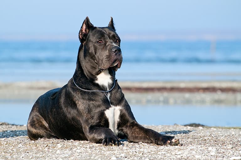 Italian,Cane-corso,Dog