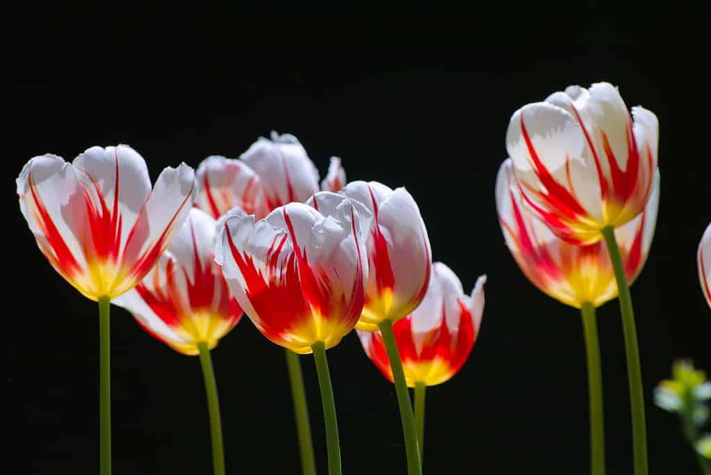 Tulip flowers 'Ice Follies' or 'Happy Generation' in sunlight. Historic red-white flamed flowers in backlit by the sun