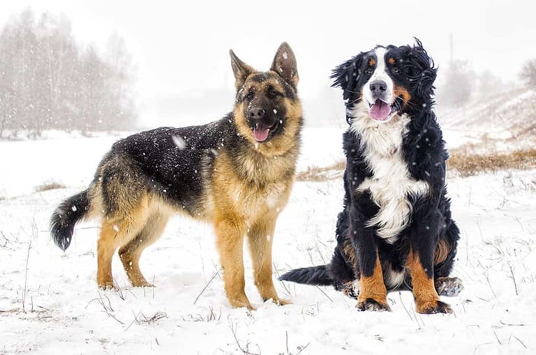 dog on a winter walk