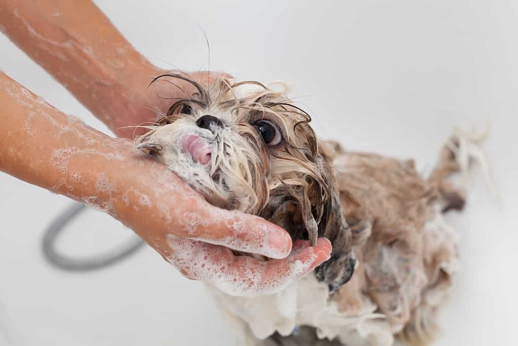 Shih tzu dog bathing