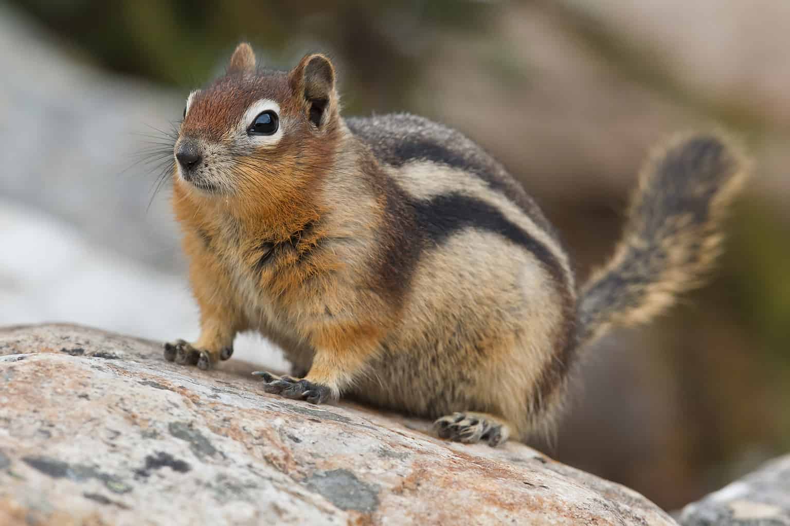 Discover Why Squirrels Hurriedly Bury Nuts in the Ground AZ Animals