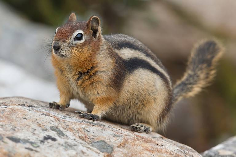 Golden-mantled ground squirrel
