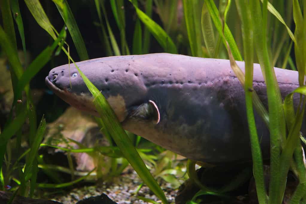 Electric eel (Electrophorus electricus)