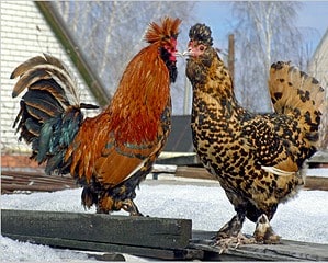 Chicken Reproduction: How Do Chickens Mate and Reproduce? Picture