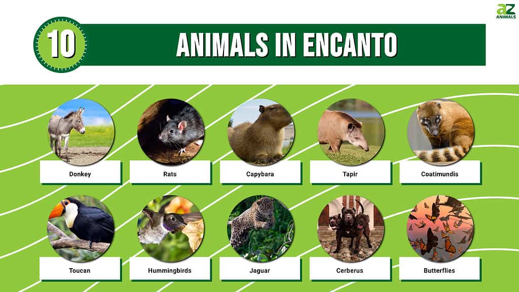 10 animals in Encanto infographic 