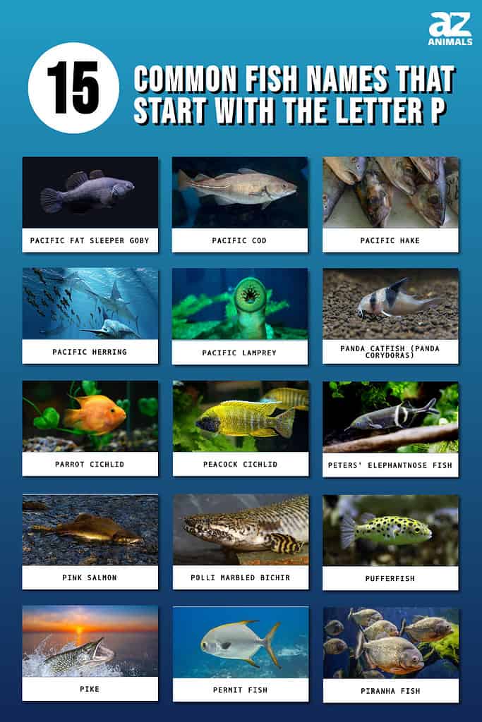 common fish with names that start with P