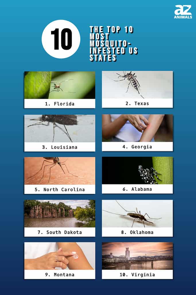 The Top 10 Most Mosquito-Infested US States infographic