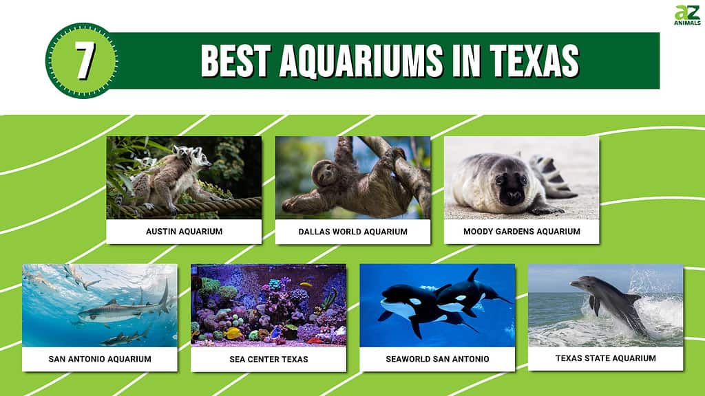 Picture graph of the 7 Best Aquariums in Texas.