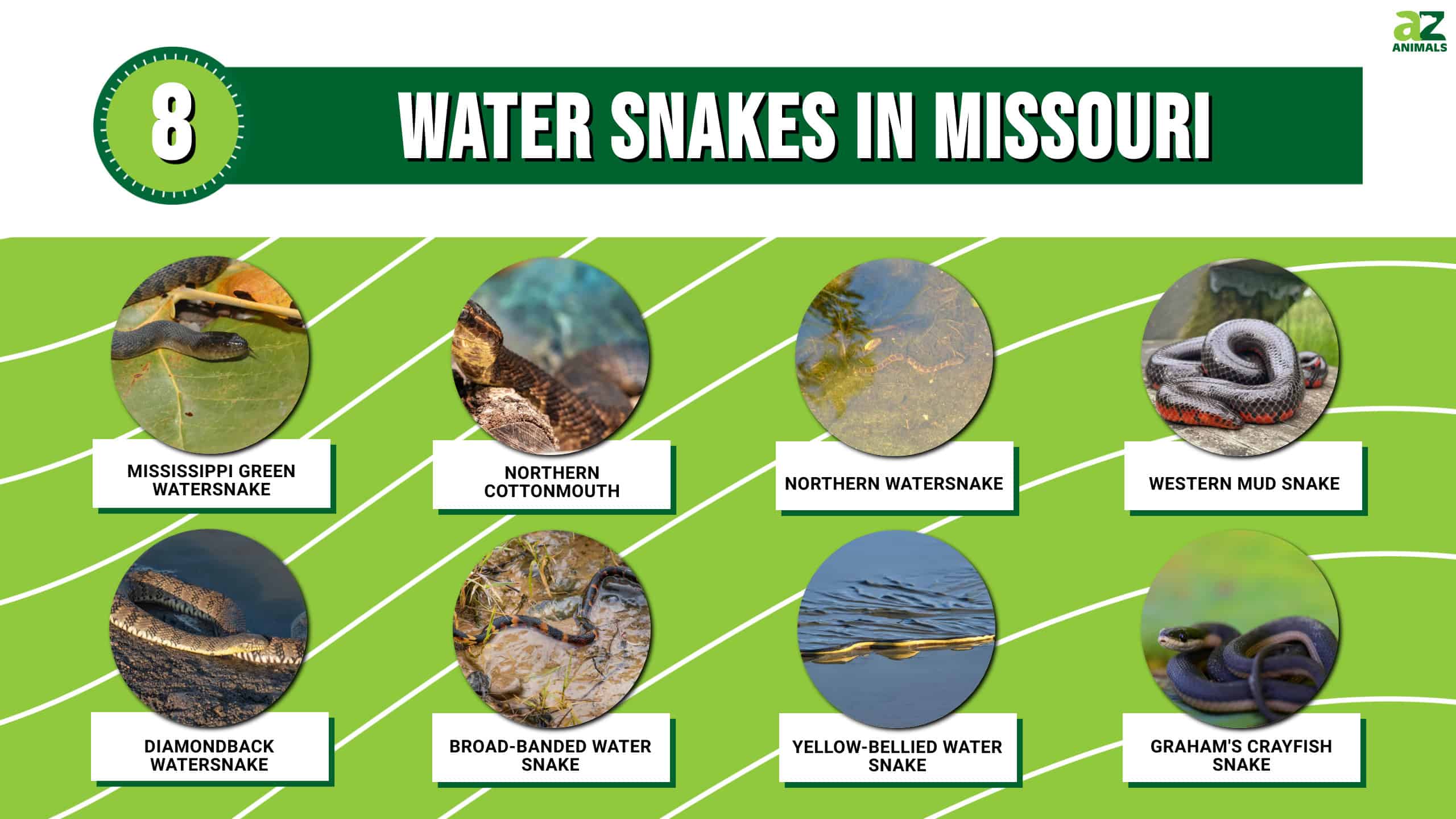 Water Snakes in Missouri infographic