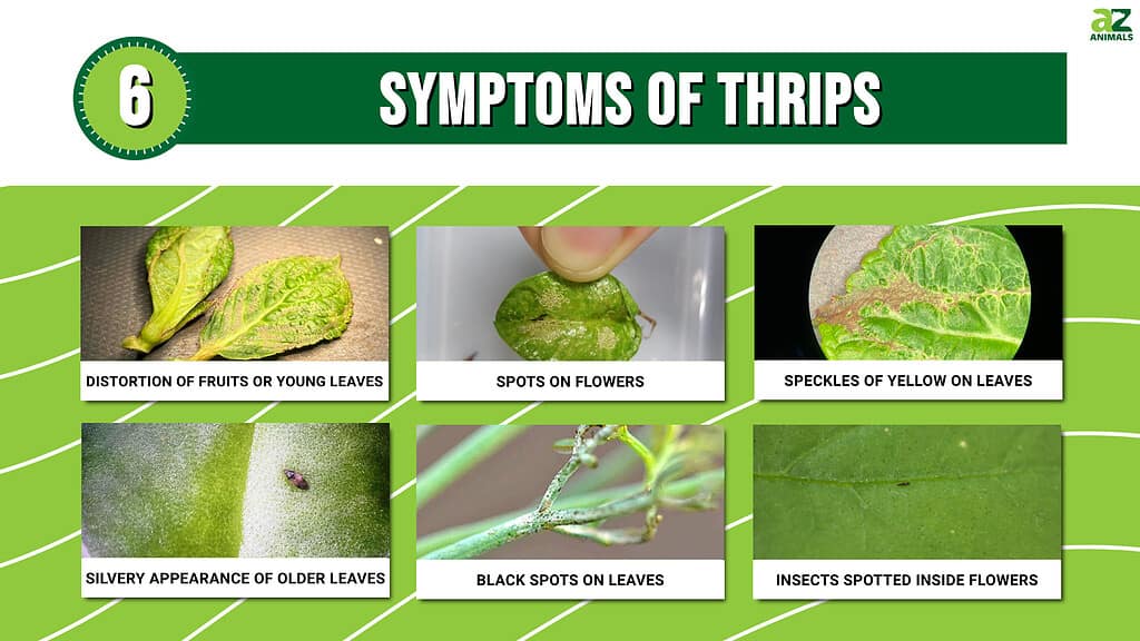 6 Warnings Signs That You Might Have Thrips Damaging Your Plants