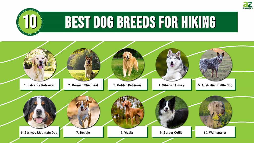 10 Best Dog Breeds for Hiking