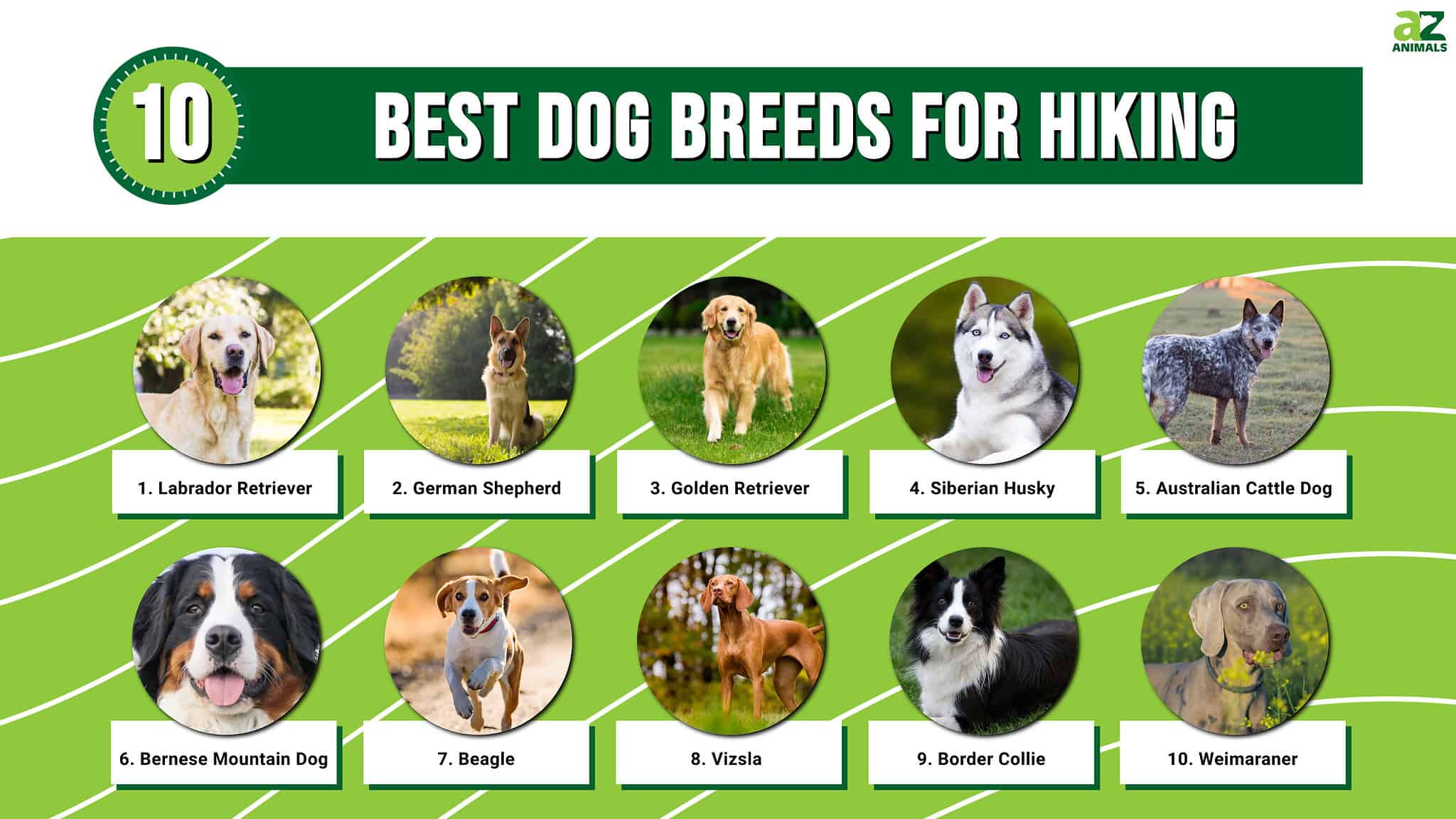 Best Dog Breeds For Hiking - A-z Animals