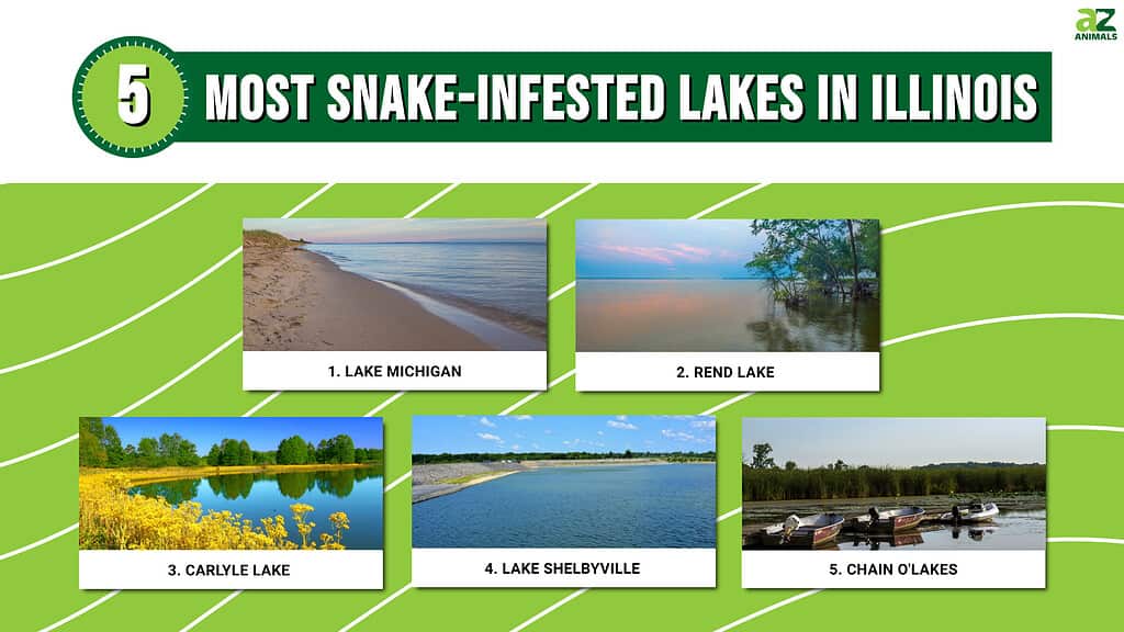 These are the five most snake-infested lakes in Illinois