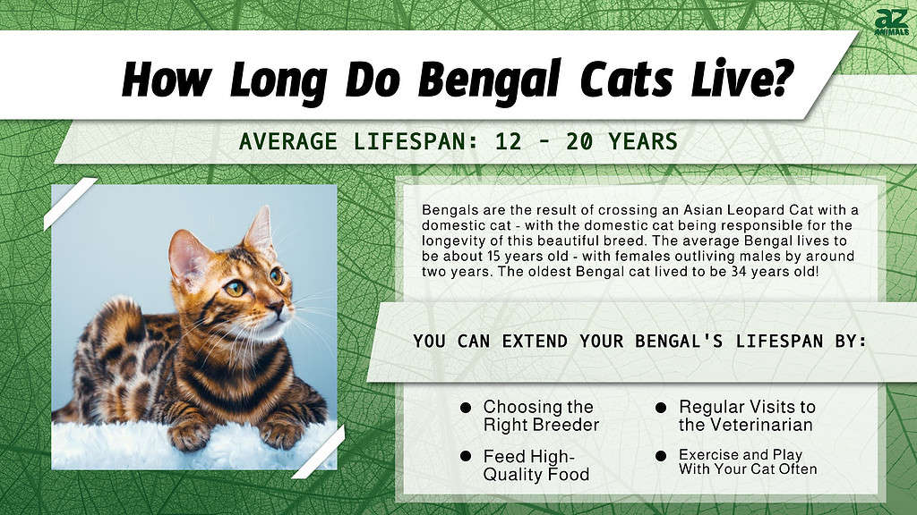 Bengal cats have an average lifespan of 15 years