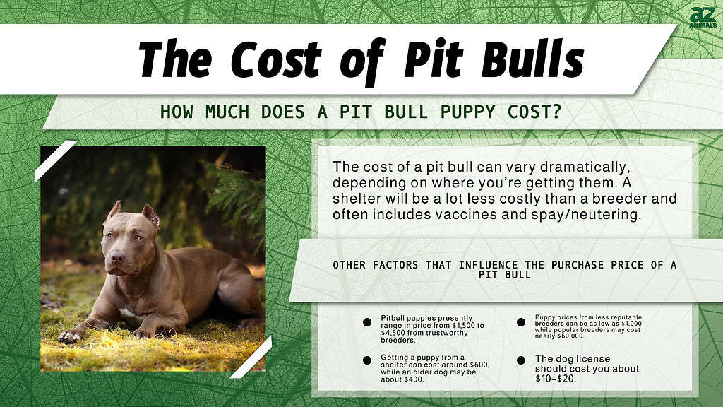 Chart of costs associated with owning a pit bull dog.