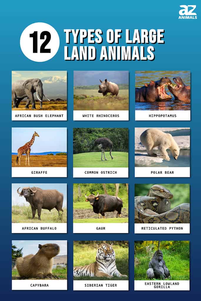 12 Types of Large Land Animals