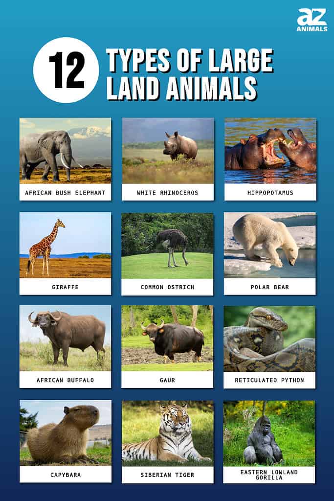 largest land animals