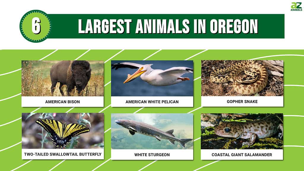 Picture graph of the 6 largest animals in Oregon