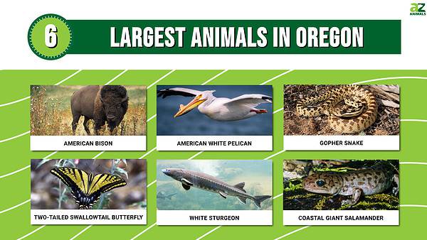 Discover the 6 Largest Animals in Oregon, and Where You'll Find Them ...