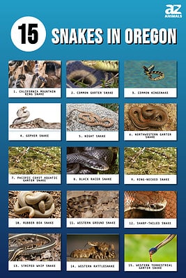 15 Snakes In Oregon - A-Z Animals