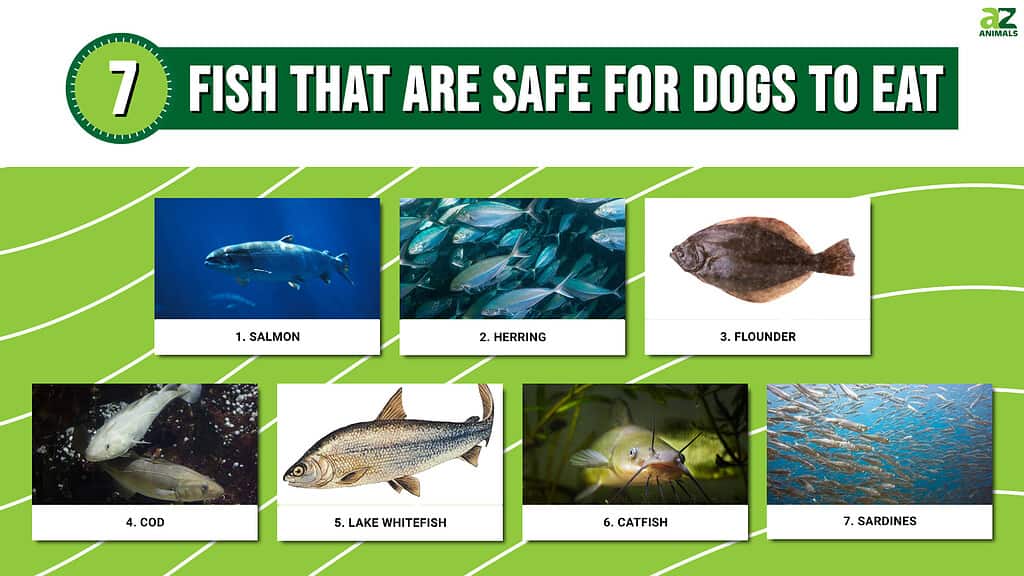 7 Fish That Are Safe For Dogs To Eat A Z Animals