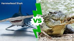 Hammerhead Shark vs. Saltwater Crocodile: Who Would Win in a Fight? Picture