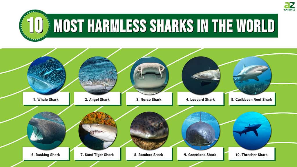 10 most harmless sharks