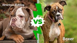 American Bulldog vs. Boxer: 8 Key Differences Explained Picture