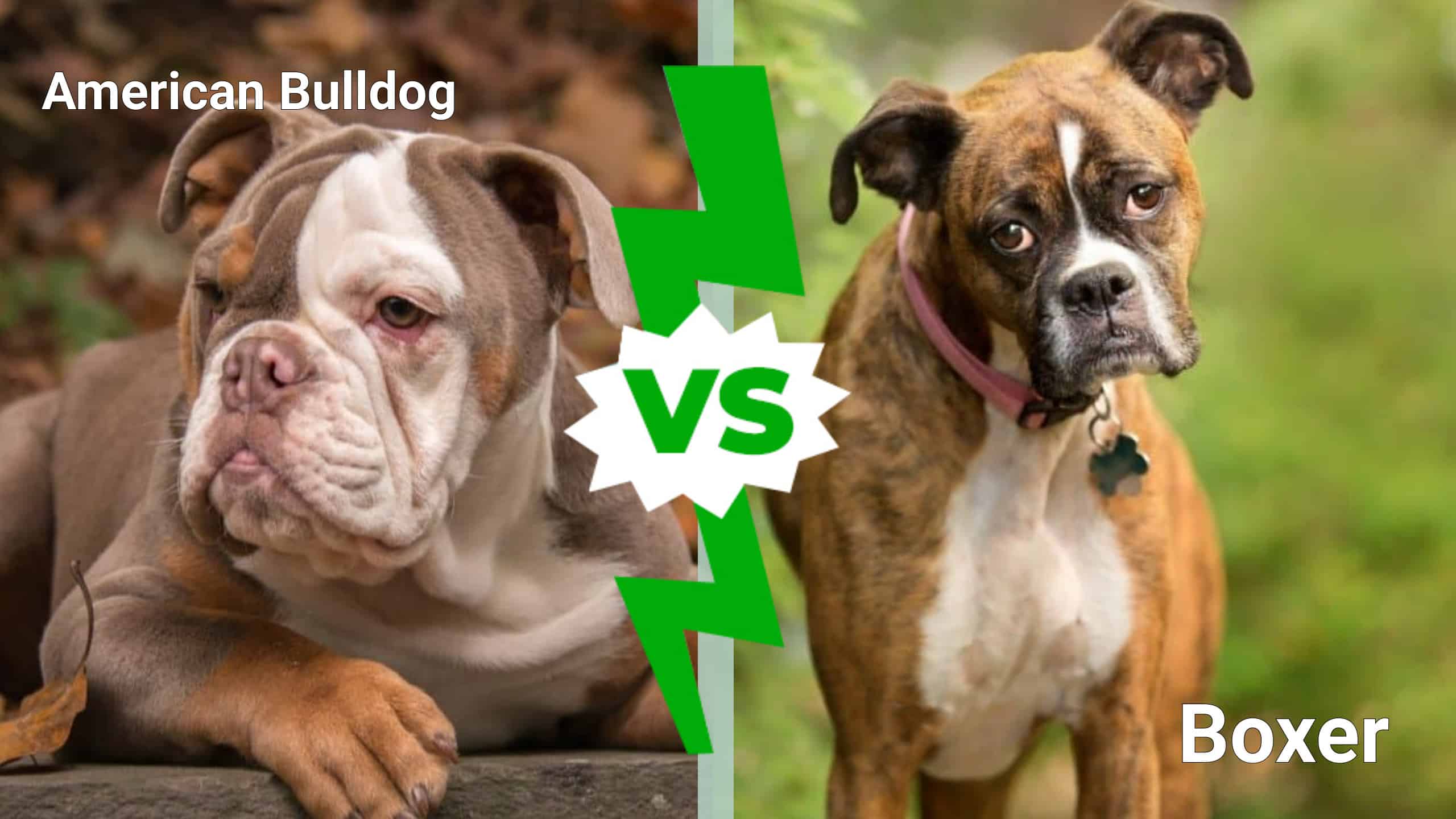 american bulldog vs pitbull difference