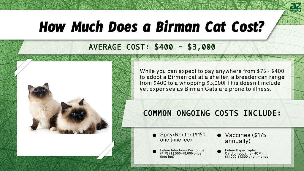 How Much Does a Birman Cat Cost?  infographic