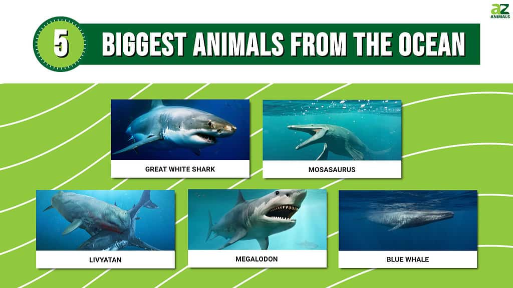 Discover The 5 Highest Tides in The World - A-Z Animals