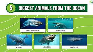 The Biggest Animals Ever: 5 Giants from the Ocean photo