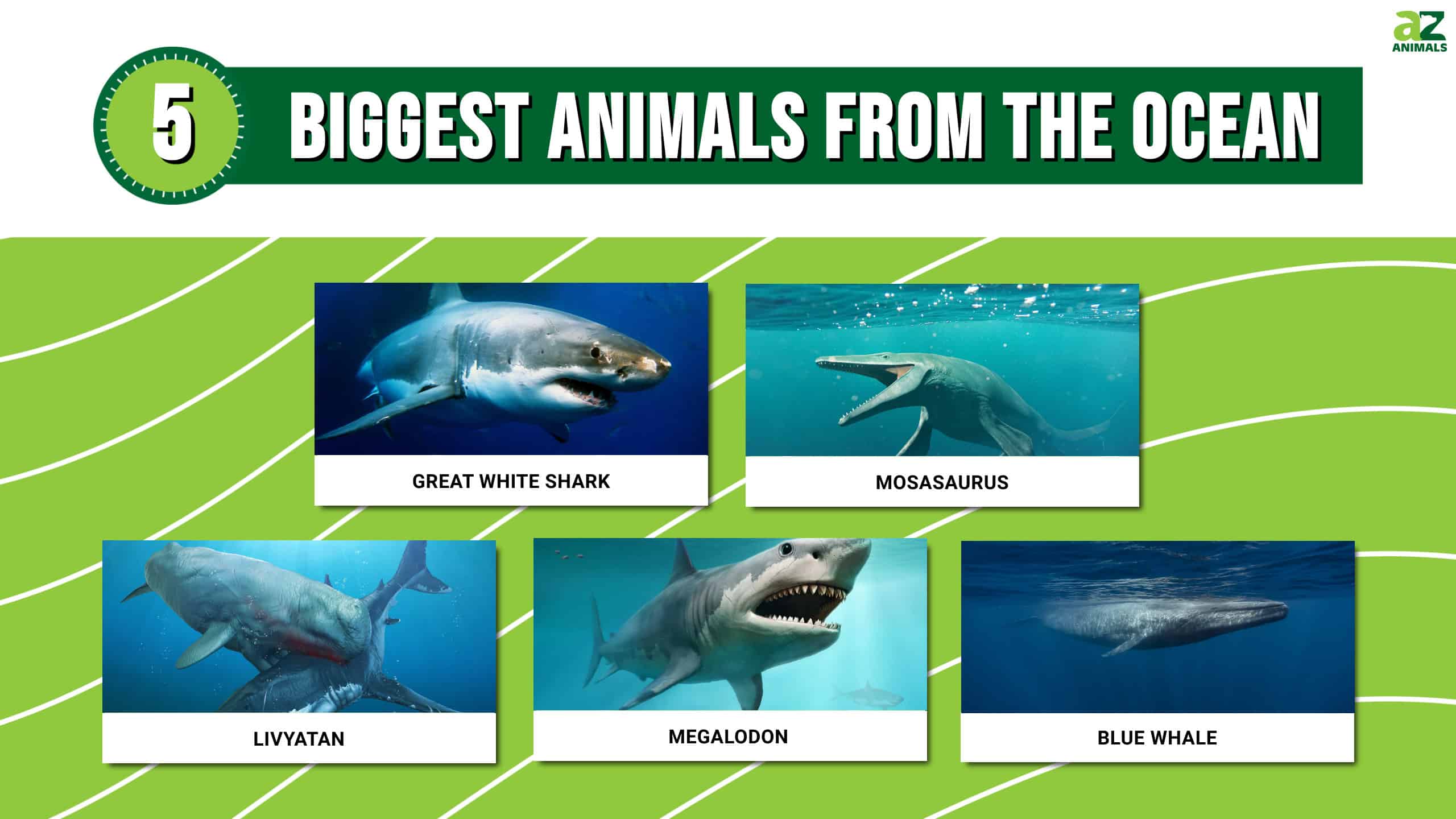 Biggest Animals From The Ocean infographic