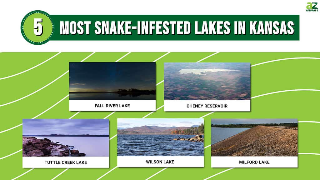 Snake-infested lakes, Kansas