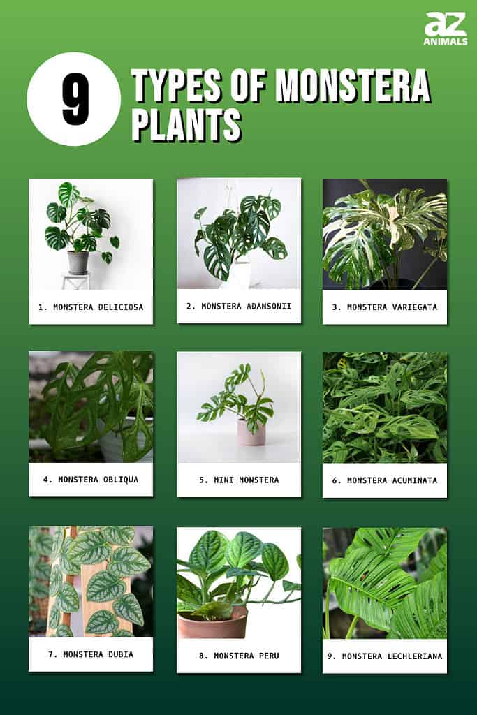 9 Types of Monstera Plants infographic
