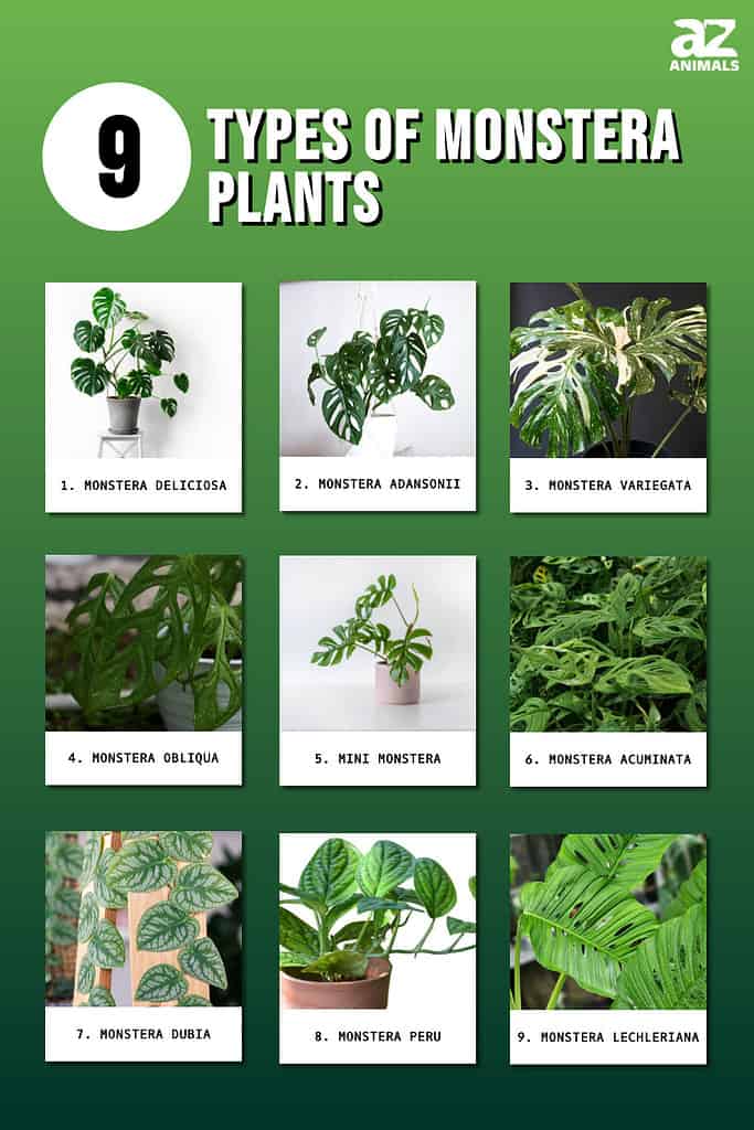 Types of Monstera Plants 9 Popular Varieties to Grow Now AZ Animals