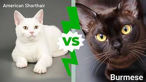 American Shorthair vs Burmese Cat: Key Differences Explained Picture