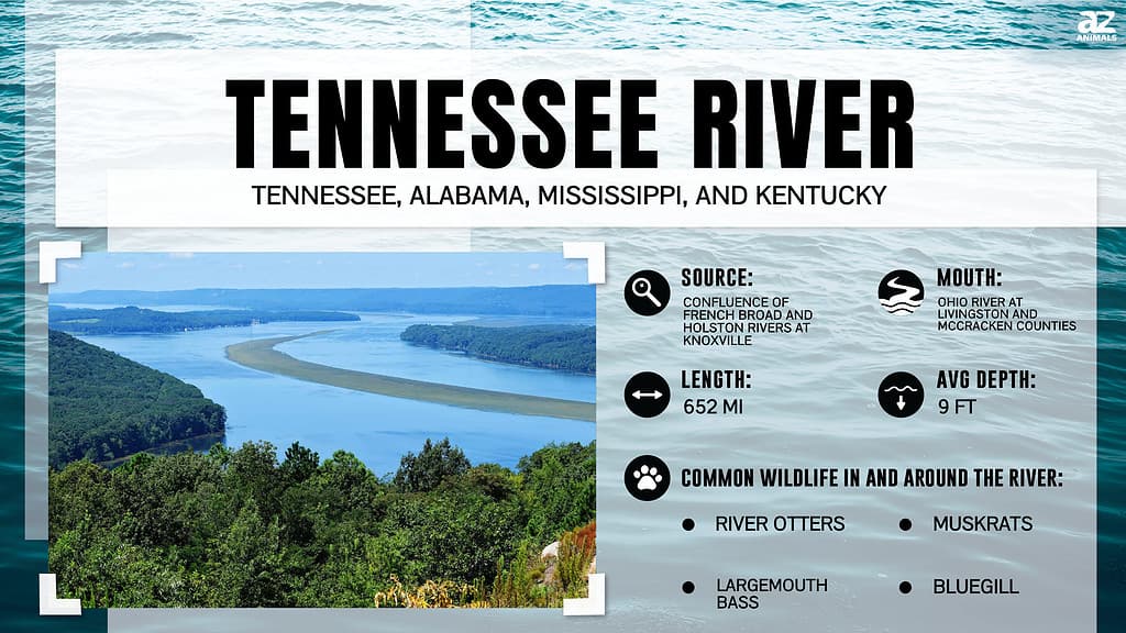 Infographic about the Tennessee River.