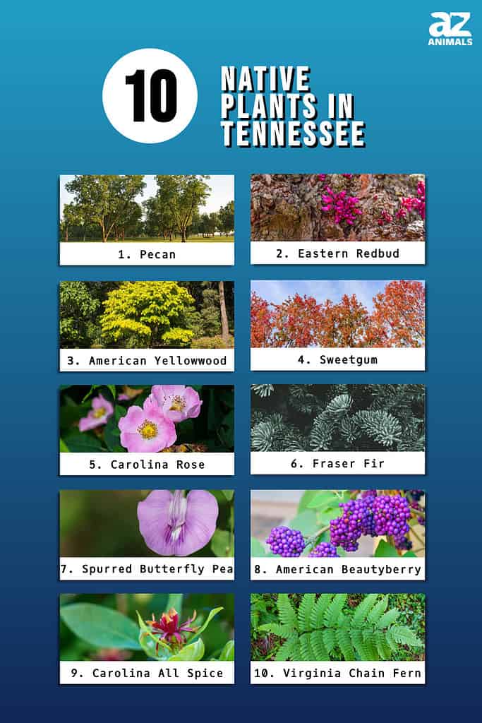 Infographic of 10 Native Plants in Tennessee