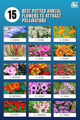 15 Best Potted Annual Flowers to Attract Pollinators - A-Z Animals