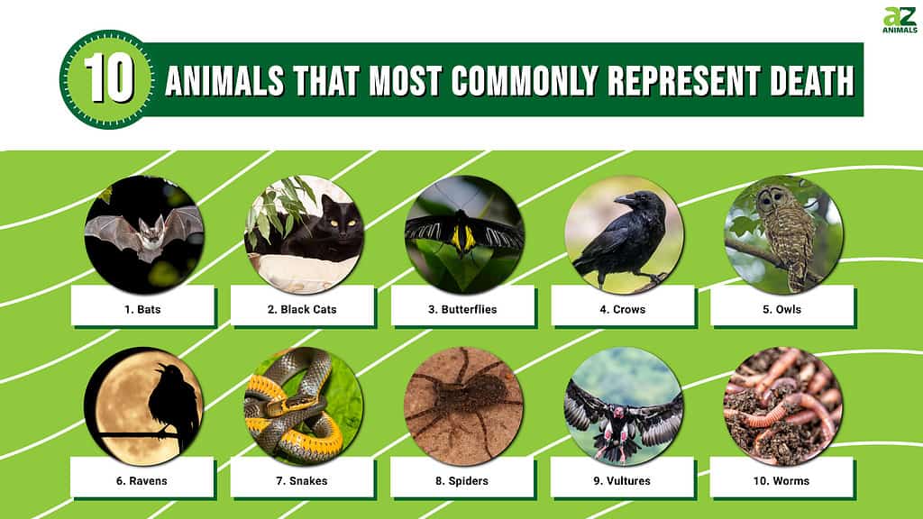 Infographic of 10 Animals That Most Commonly Represent Death