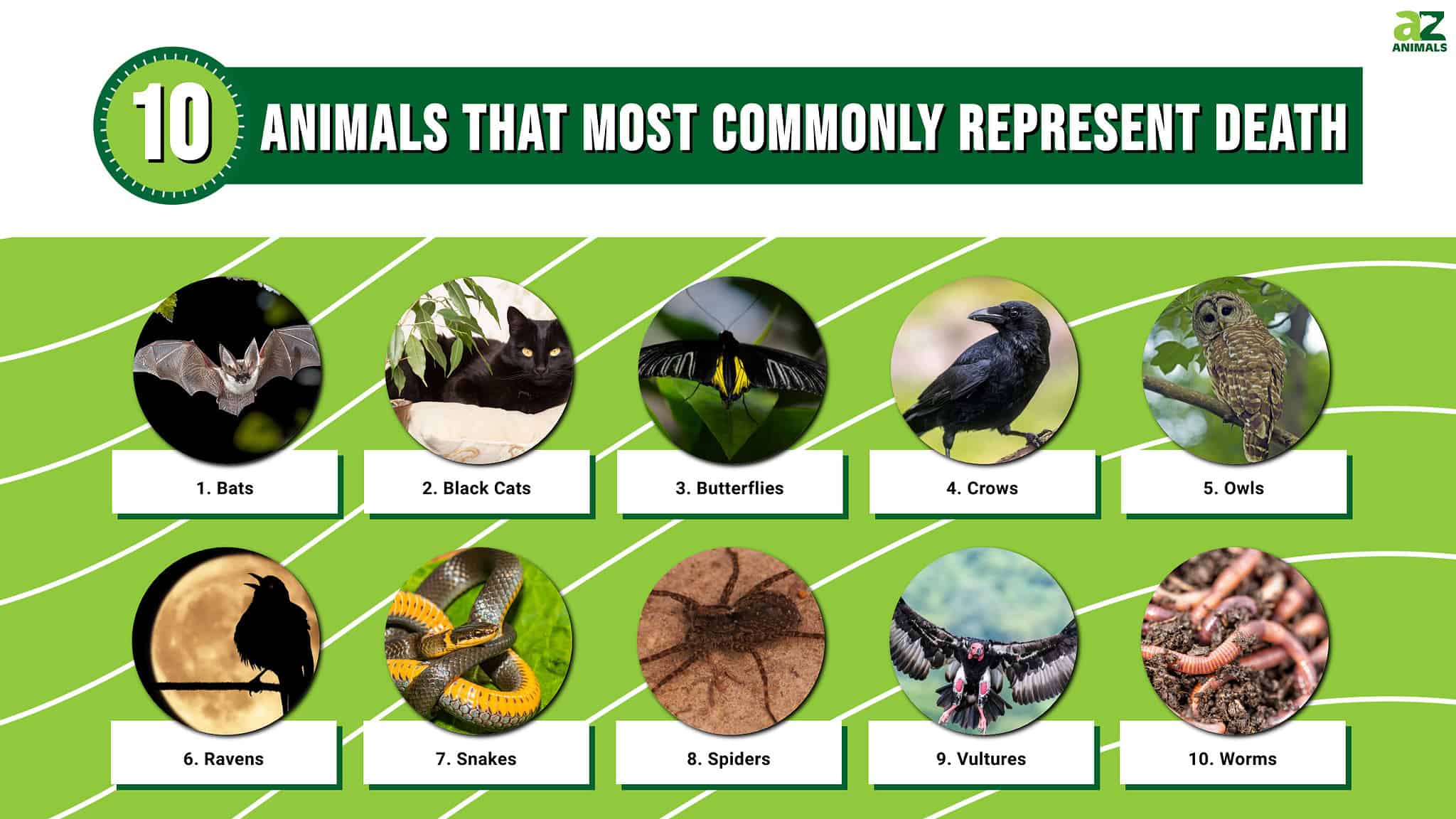 the-10-most-common-animals-that-represent-death-a-z-animals