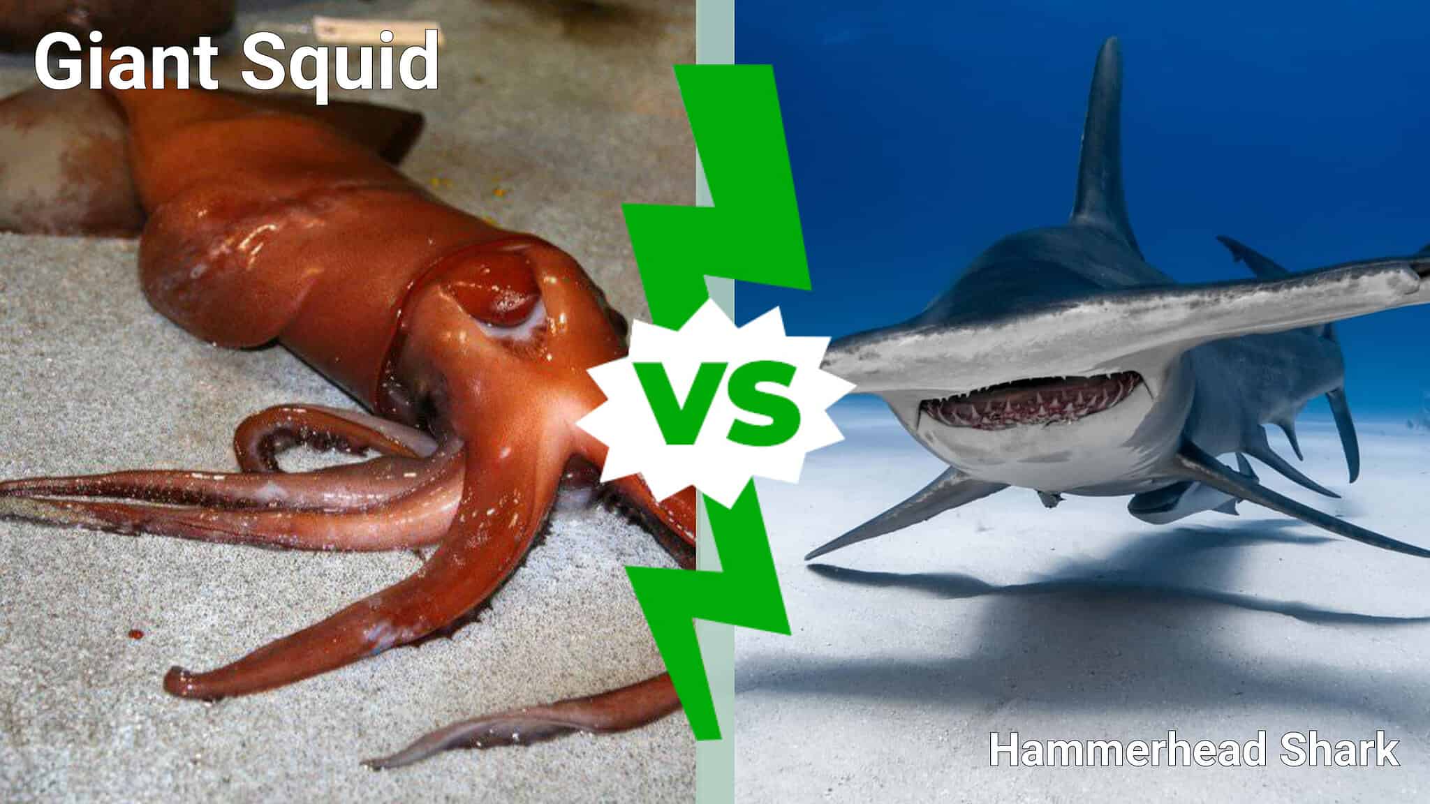 Discover Who Emerges Victorious In a Giant Squid vs. Hammerhead Shark ...