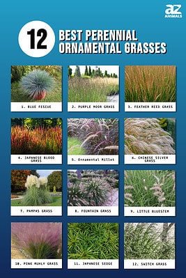 The 12 Best Perennial Ornamental Grasses - A-z Animals