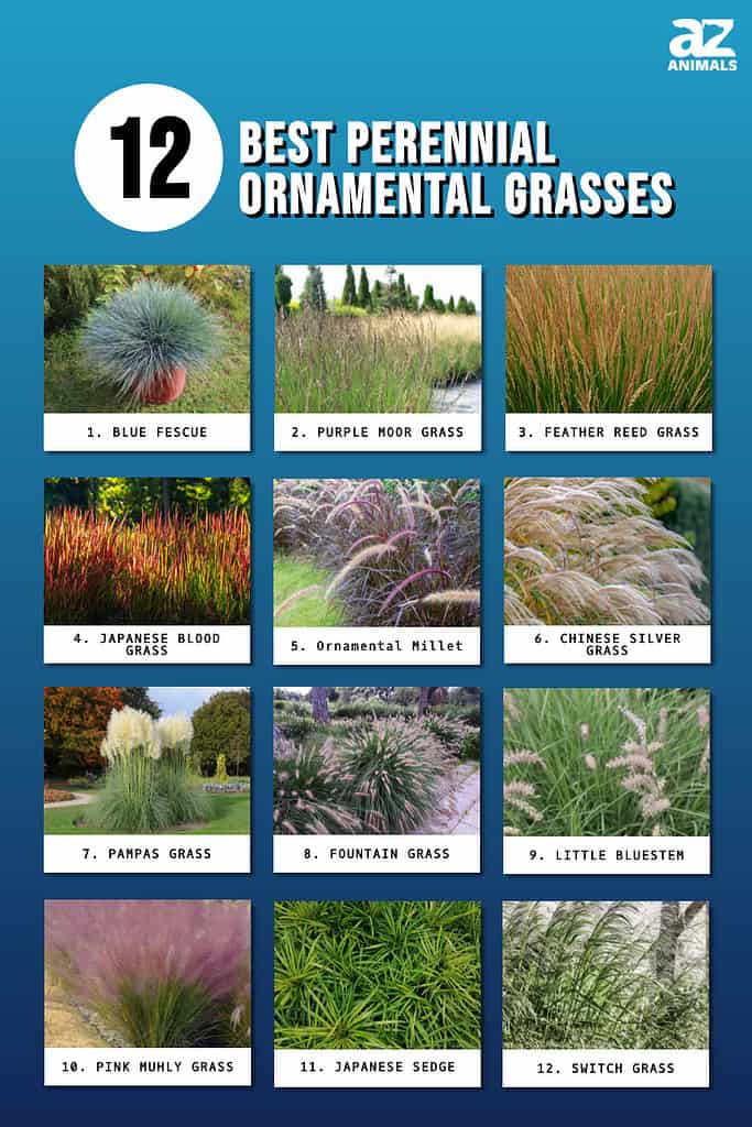 Infographic of 12 Best Perennial Ornamental Grasses