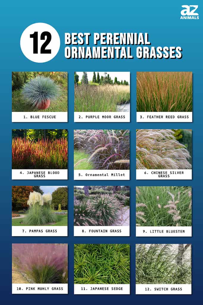 types of tall grasses