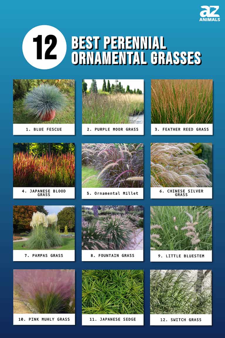 The 12 Best Perennial Ornamental Grasses - A-Z Animals