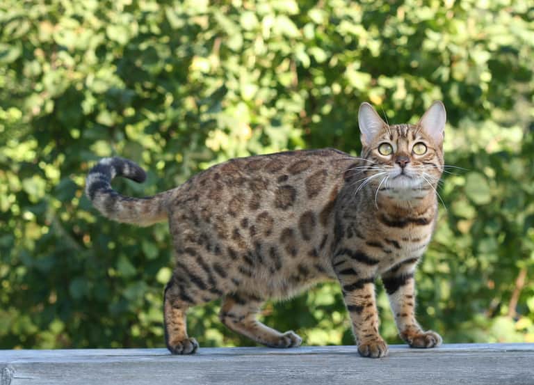 1 year old Bengal cat. Bengal cat progression.