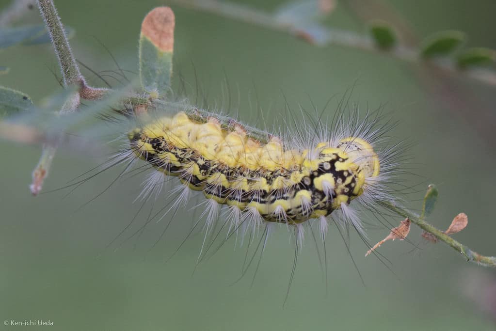 Hawk Moth Caterpillar Insect Facts - A-Z Animals